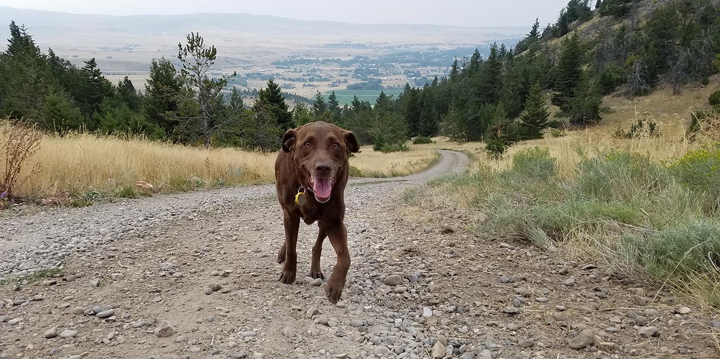 Simba